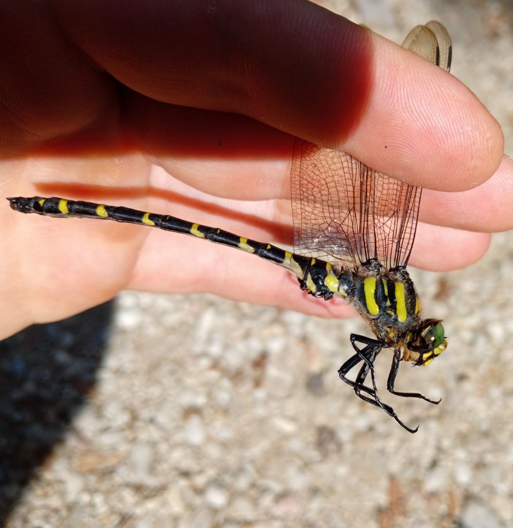 Identificazione Cordulegaster